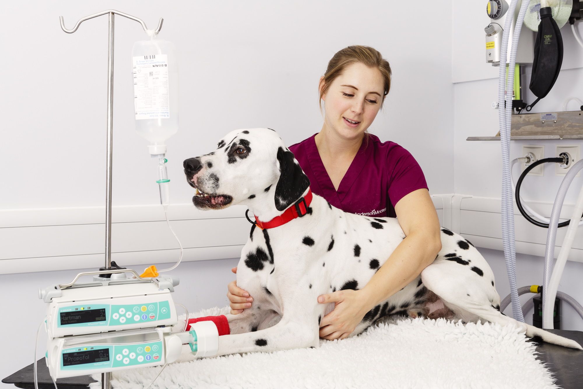 A person with their pet dog at the vet